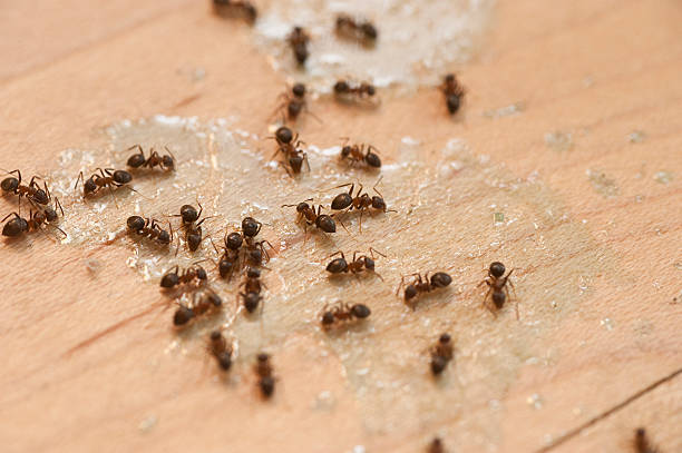 Best Cockroach Control Services  in Tyler, MN