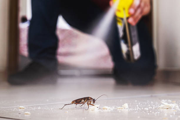 Best Flea Control Services  in Tyler, MN